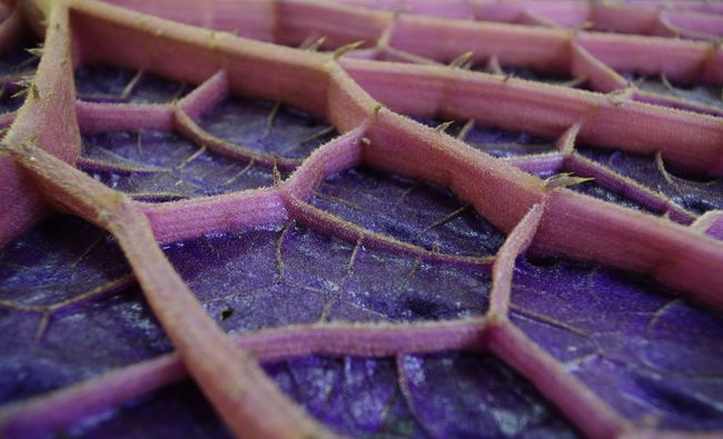 Una hoja de nuestro Euryale ferox ya mide 120 cm <a href="/turismodemalaga/">Málaga Turismo</a> @BotanicoTurismo <a href="/TropicalBritain/">Tropical Britain</a> <a href="/latabla_blog/">El Blog de La Tabla</a> <a href="/RJBOTANICO/">REAL JARDÍN BOTÁNICO</a> <a href="/BOTANICORD/">RJB Córdoba</a>