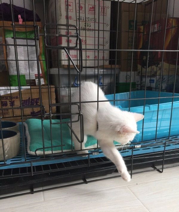pinkar9's tweet photo. มนุษย์คิดว่าจะขังเราได้หรอ
ไม่มีวันหรอก จำไว้ 😝 https://t.co/nerB7VYjuY