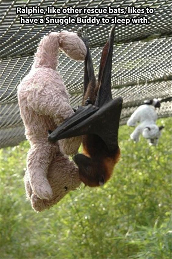 WubsNet's tweet photo. GET OUT OF MY WAY....I am moving to Australia RIGHT NOW and working on this rescue farm! To hell with work and #GH !! #flyingfoxbat https://t.co/Zl8E9r3H4N