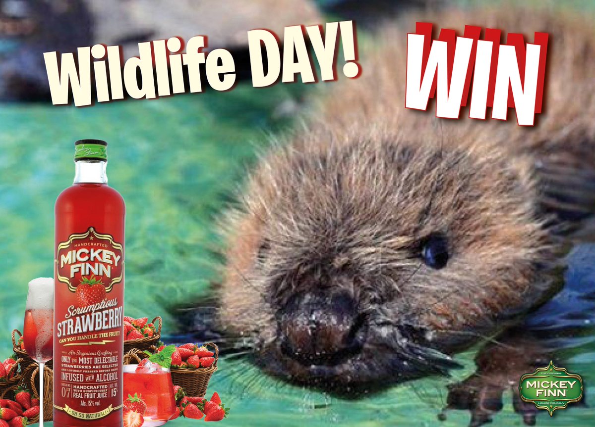 MickeyFinnLqr's tweet photo. It's #WildlifeWeek folks. Enter to #WIN a bottle of Mickey Finn #BeaverFriendly Scrumptious Strawberry. LIKE, RT &amp; TAG a pal ;). https://t.co/4D3Jd6Yoxb