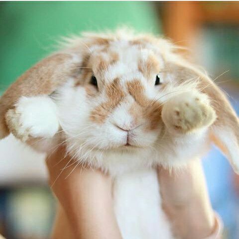 QueMascotas's tweet photo. Feliz inicio de semana!!  #amor #vida #amigos #mascotas #cachorro https://t.co/zEw0yVDwt4