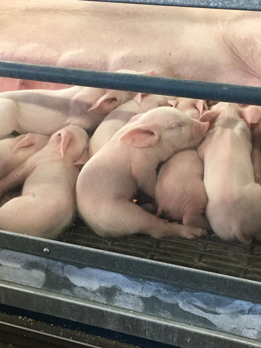 silverstpaul's tweet photo. #stribstatefair https://t.co/QIC1c7KsHN