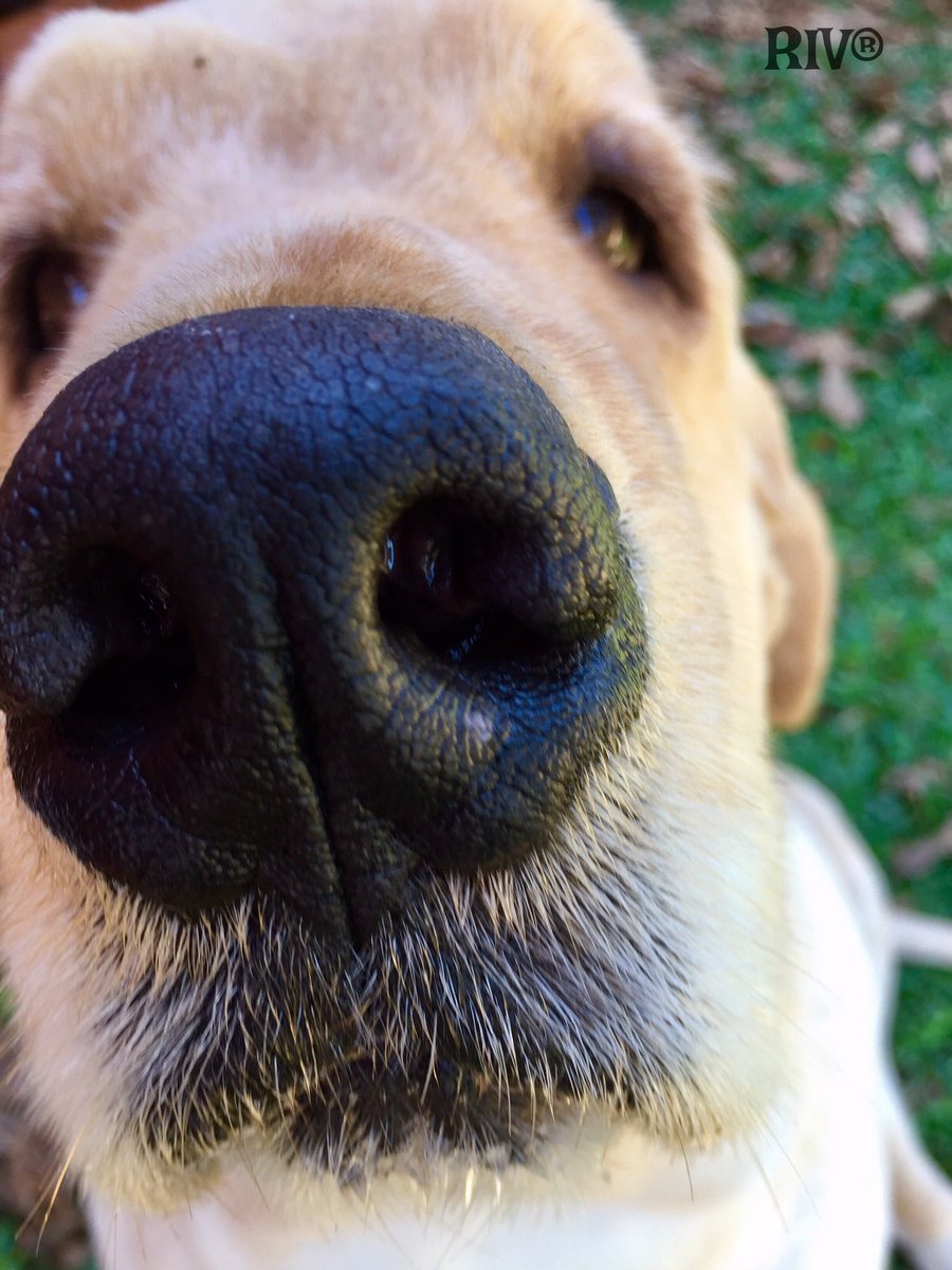 pastebbins's tweet photo. Churros💭Who's that? 👀Is that you Monday?🤔Happy Monday Friends! 🐾😃🐾😘🐶😘@dogcelebration https://t.co/7UOx4LkWrH