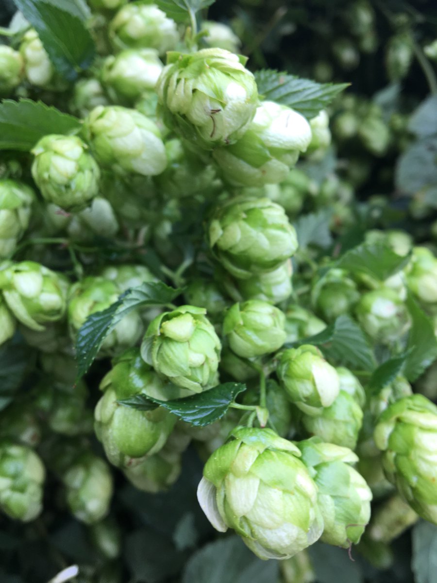 Slohops's tweet photo. Styrian Bobek - fruit cocktail with some lemon after taste. Good yield. #hops #crop2017 #slohops #styrianhops #CraftBeer https://t.co/Z1OvyTiiKV