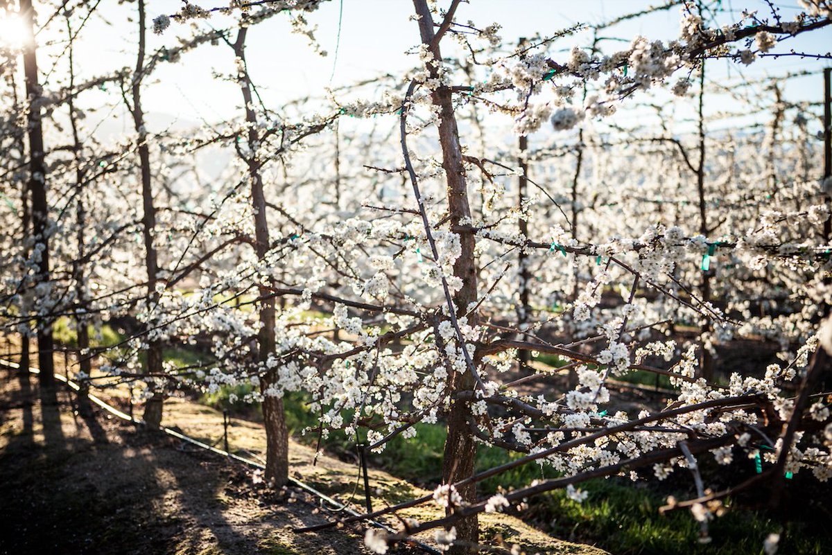 If you still want to see the white plum #blossoms, now is the time. Hurry, before they disappear! #spring
