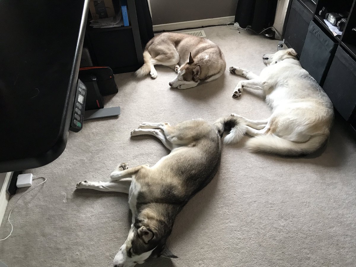coolchicanery's tweet photo. My office is littered with huskies. #HuskyNation #husky #dogsoftwitter https://t.co/GAbeNhy3oJ