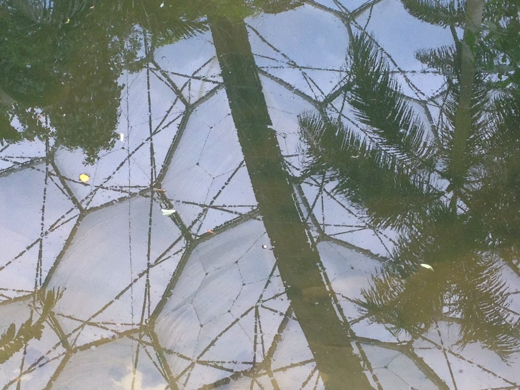 beyondsauce's tweet photo. Reflected moment.. Considering the taro, betal pepper and other culinary plants we see. #edenphotocomp https://t.co/6TqXHa9kCL