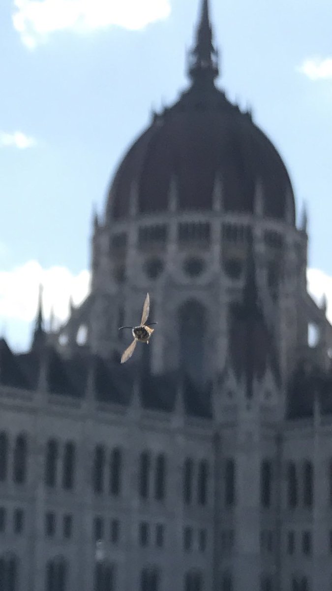 idiotyzmy's tweet photo. Kiedy chcesz zrobić ładne zdjęcie ale w kadr wpierdolila się pszczoła https://t.co/Z1egUGOBtN