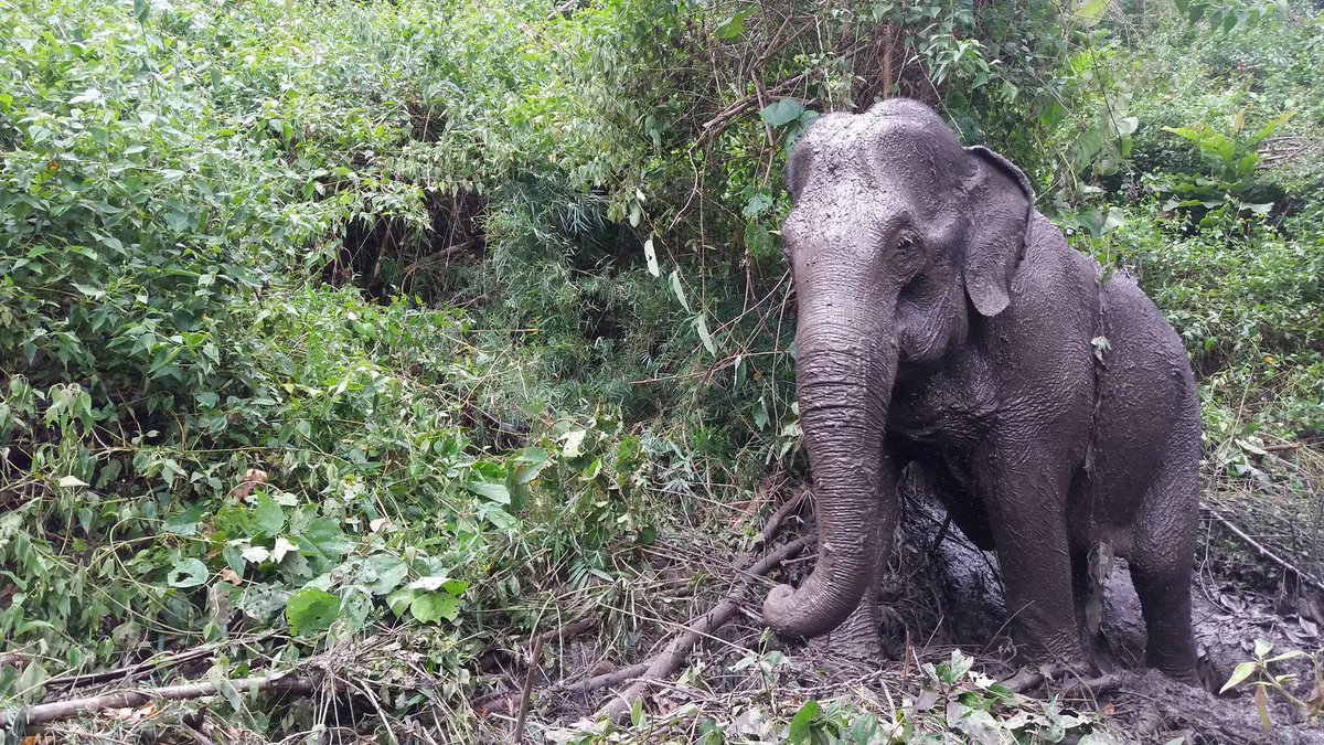 GVICT's tweet photo. Fundraising for the #Elephants in #Thailand
https://t.co/UB6wPsCOiT https://t.co/HLSLXFeEOf