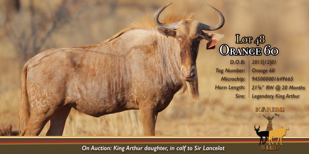 KaribuStud's tweet photo. Rare Golden Wildebeest genetics available from Karibu Stud at the De Kaap Auction, 9 September 2017, Vredenheim Wine Estate, Stellenbosch. https://t.co/28bi1ezSdl
