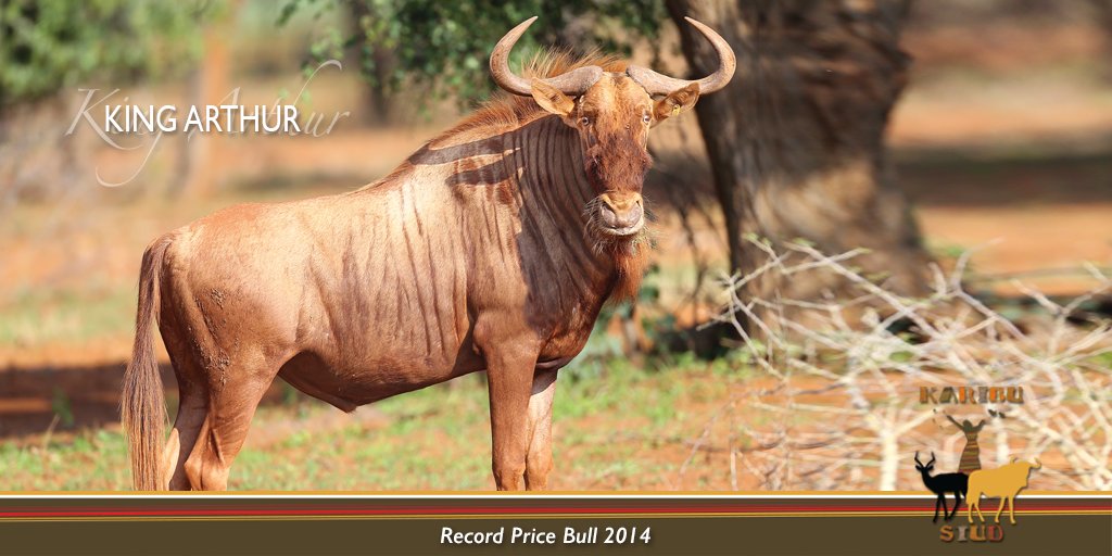 KaribuStud's tweet photo. Rare Golden Wildebeest genetics available from Karibu Stud at the De Kaap Auction, 9 September 2017, Vredenheim Wine Estate, Stellenbosch. https://t.co/28bi1ezSdl