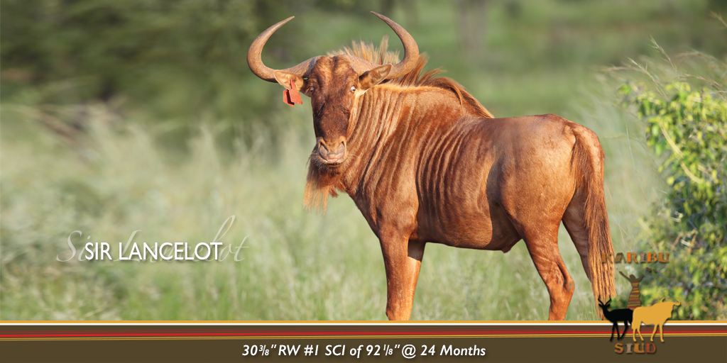 KaribuStud's tweet photo. Rare Golden Wildebeest genetics available from Karibu Stud at the De Kaap Auction, 9 September 2017, Vredenheim Wine Estate, Stellenbosch. https://t.co/28bi1ezSdl