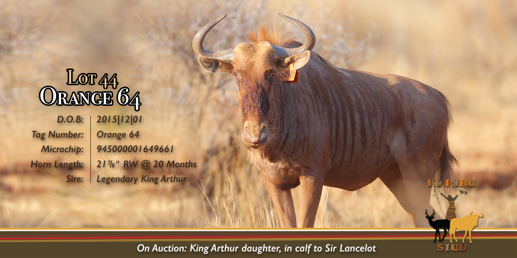 KaribuStud's tweet photo. Rare Golden Wildebeest genetics available from Karibu Stud at the De Kaap Auction, 9 September 2017, Vredenheim Wine Estate, Stellenbosch. https://t.co/28bi1ezSdl
