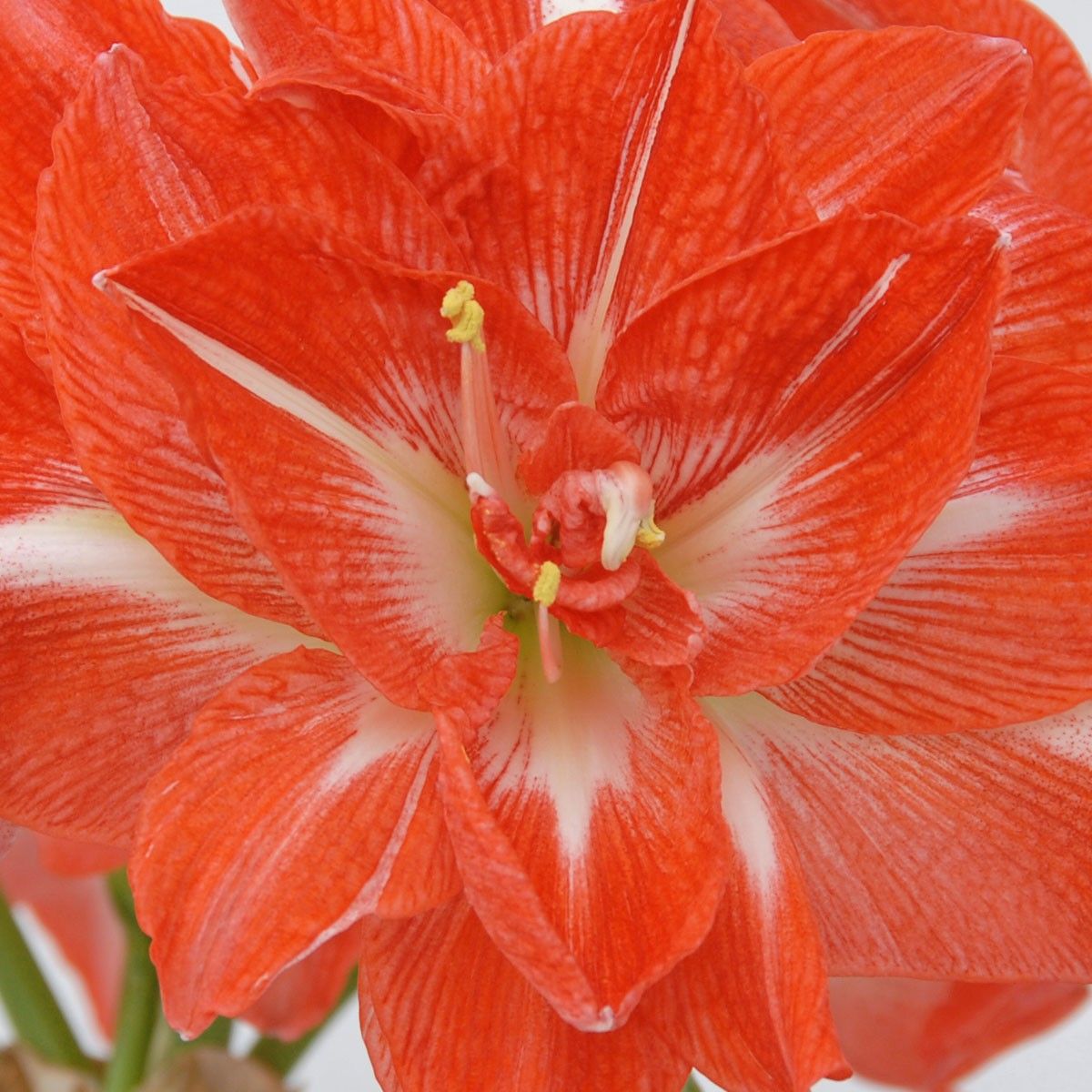 RC_Amaryllis's tweet photo. Sunny nymph, Beautiful chubby filled blossoms with sensual colors
#RoyalColors #Hippeastrum #Amaryllis https://t.co/6syEbBjB9h