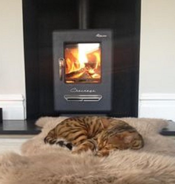 Hotblocksfuel's tweet photo. This little fluff ball is seriously lacking in #MondayMotivation how jealous are we! #hotblocks #briquettes #woodburner #woodfuel #stoves https://t.co/JI7SOTqoqG