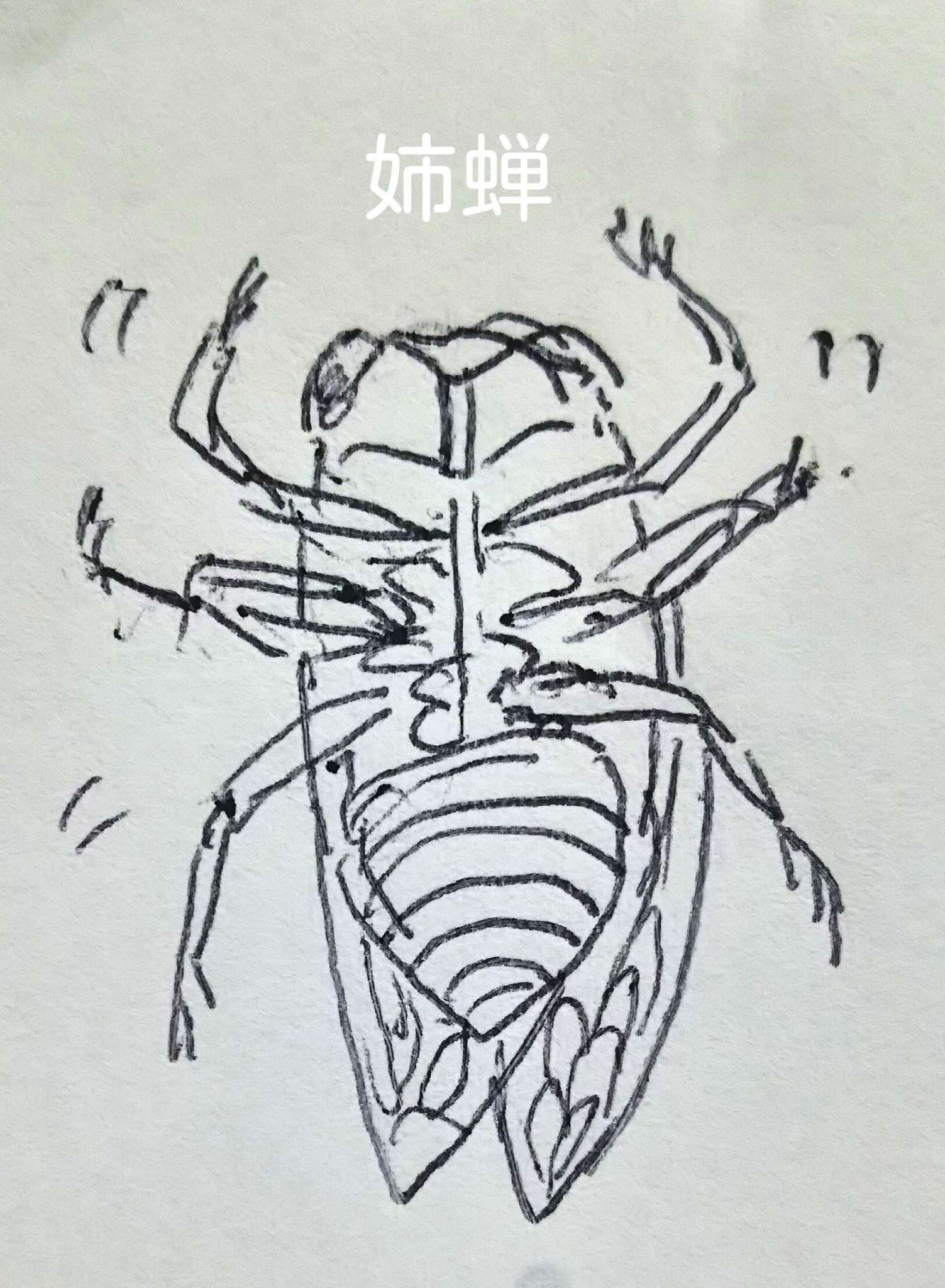 母蝉・姉蝉で定説が覆された！３枚目の衝撃のイラストに注目ｗｗ