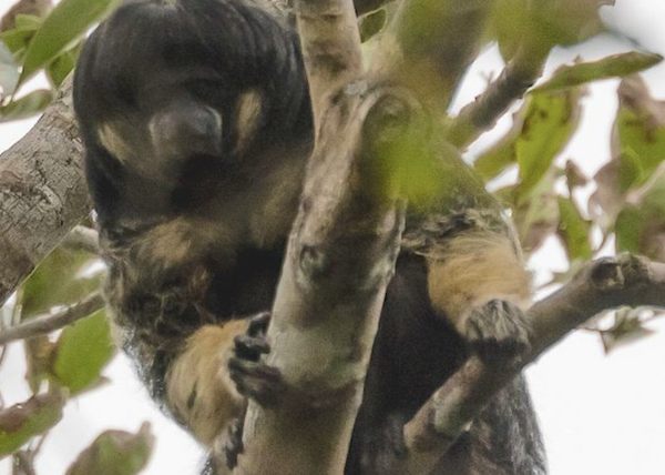 Edyfication's tweet image. Found: A Fluffy Monkey Scientists Last Observed in the 1930s crwd.fr/2xwaa0p #science #experiment #viral