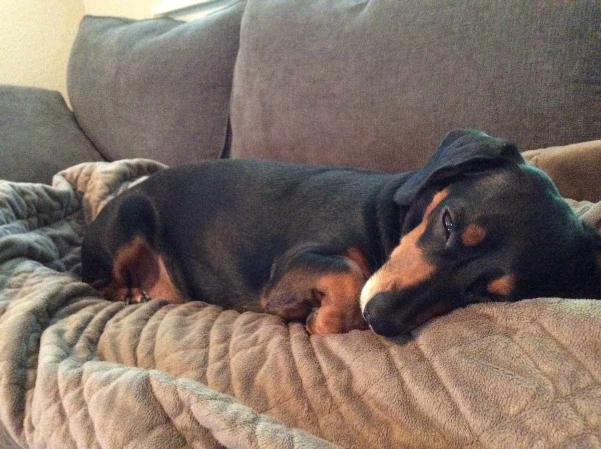 herecomesdaboo's tweet photo. On #LaborDay, we rest. https://t.co/NfLVpdEkiT