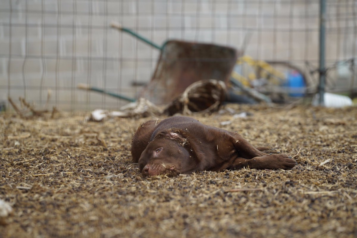 AidaGascon's tweet photo. Des d´@animanaturalis demanem que els animals encara vius siguin decomisats i entregats a santuaris com @SantuarioGaia o @ElHogarAnimalS https://t.co/sZIwQZ13IL