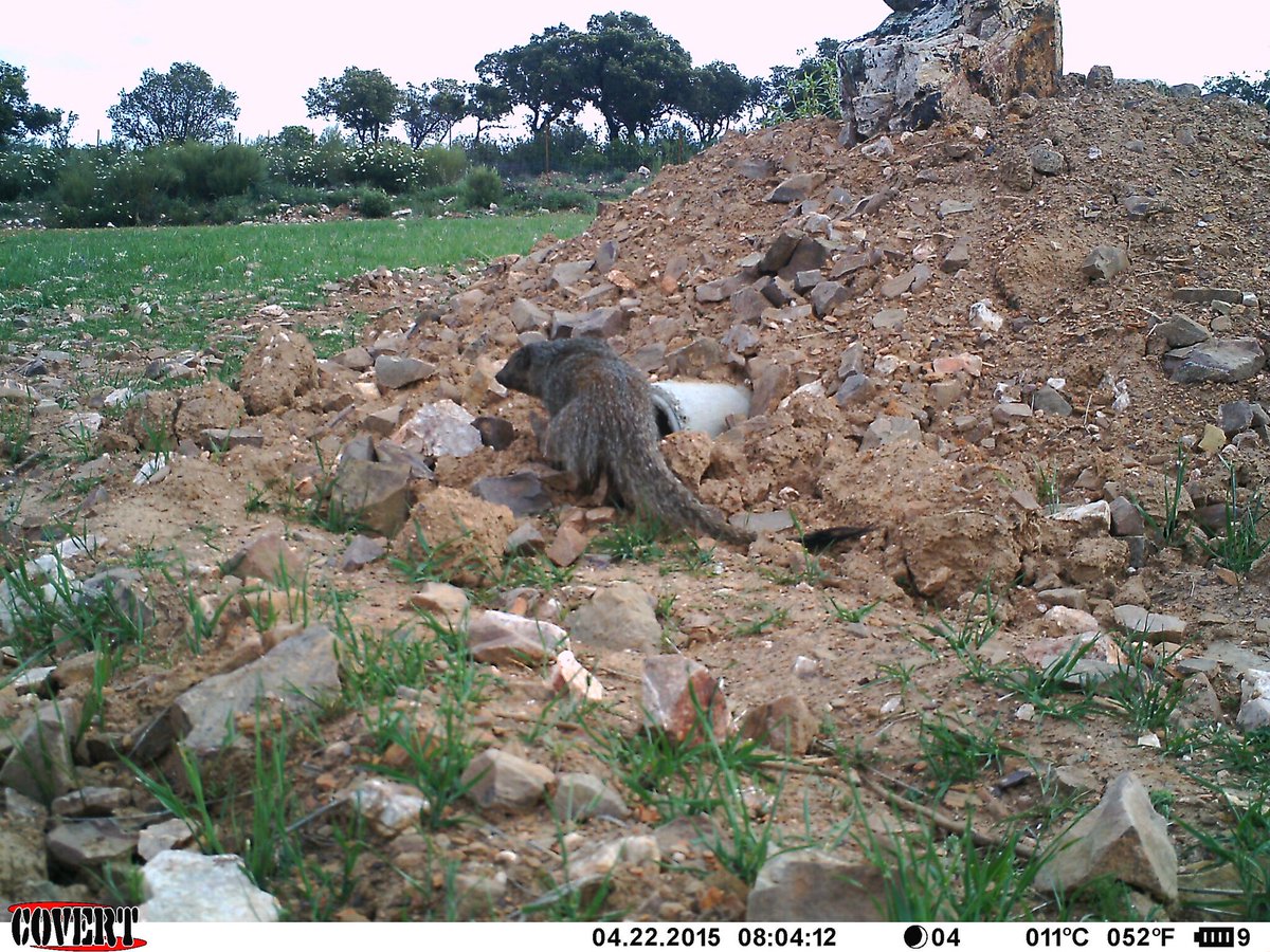 Comparto con vosotros imágenes de un meloncillo intentando entrar en uno de nuestros vivares artificiales #SOSconejo