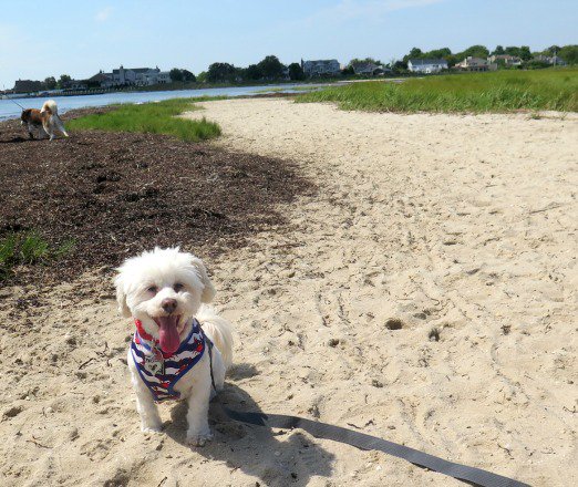 My Dogs Excellent Beach Adventure! bit.ly/2wuT6eq #dogfriendly #dogbeaches #ny #dogsatthepark #dog
