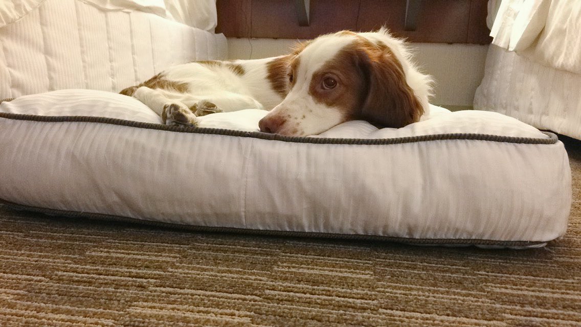 MaddyPy's tweet photo. Love that @TheWestinOttawa never fails to treat my pup as well as they treat the rest of the family (she loves her bed every time!) https://t.co/Cq9FKL6Sr8