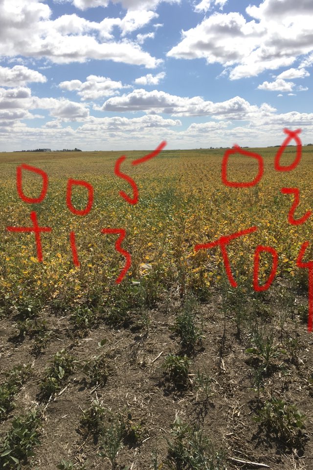 rgstone1's tweet photo. Maturity differences @PioneerWCanada soybeans https://t.co/pvvLI42JQJ