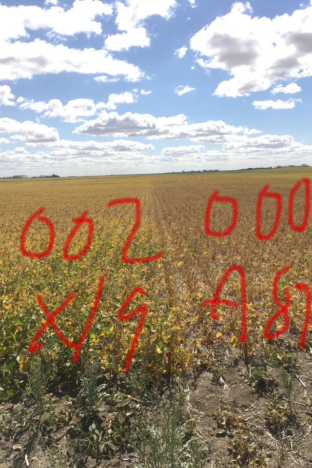 rgstone1's tweet photo. Maturity differences @PioneerWCanada soybeans https://t.co/pvvLI42JQJ