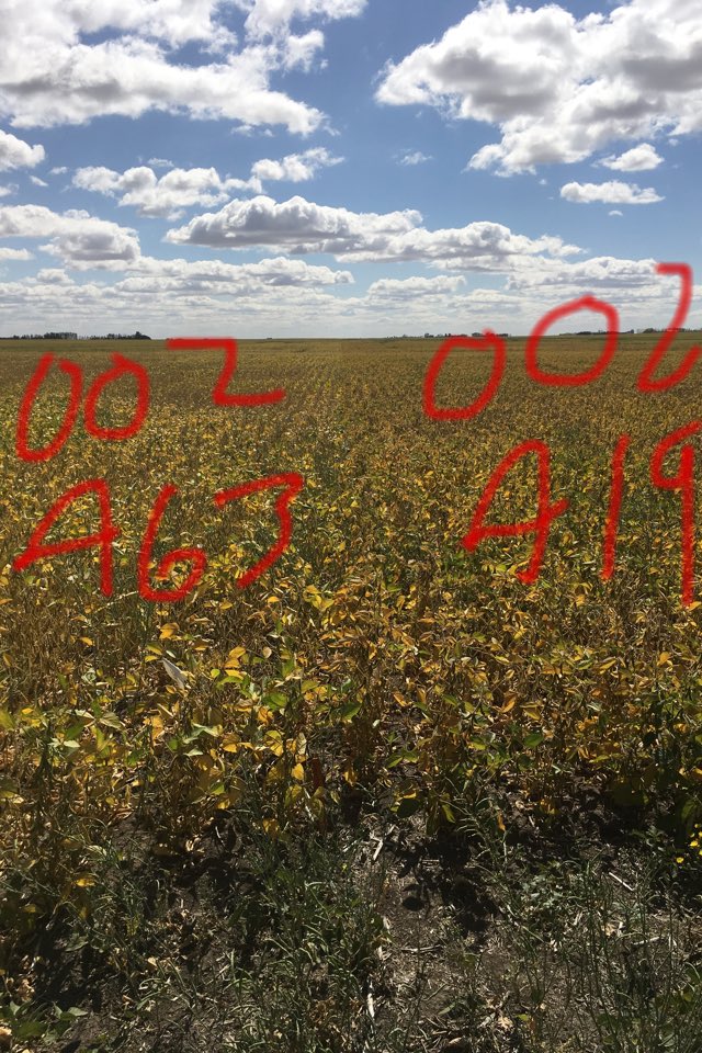 rgstone1's tweet photo. Maturity differences @PioneerWCanada soybeans https://t.co/pvvLI42JQJ
