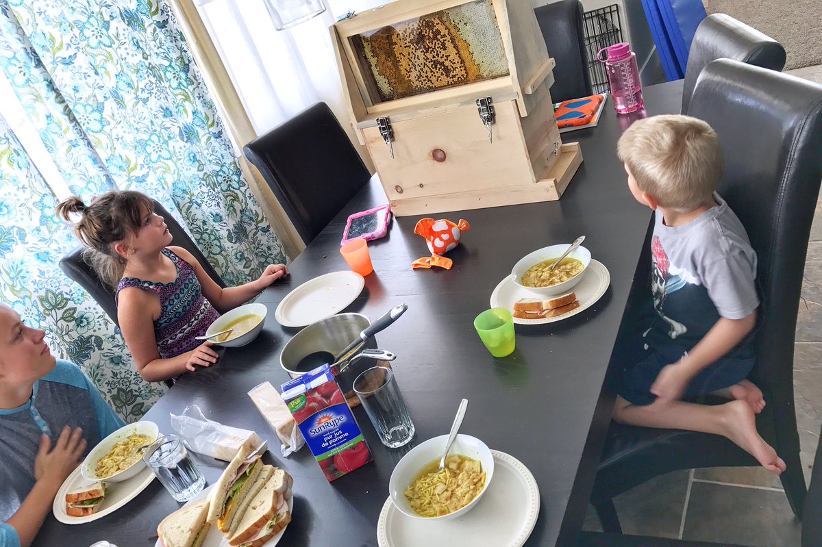 thislilpiglet's tweet photo. Just having a little harvest lunch break with the bees. New #observationhive 🐝 👏🏻 Soup &amp; sandwiches for the win #harvest2017 #farmlife https://t.co/A5ljnQxl0N