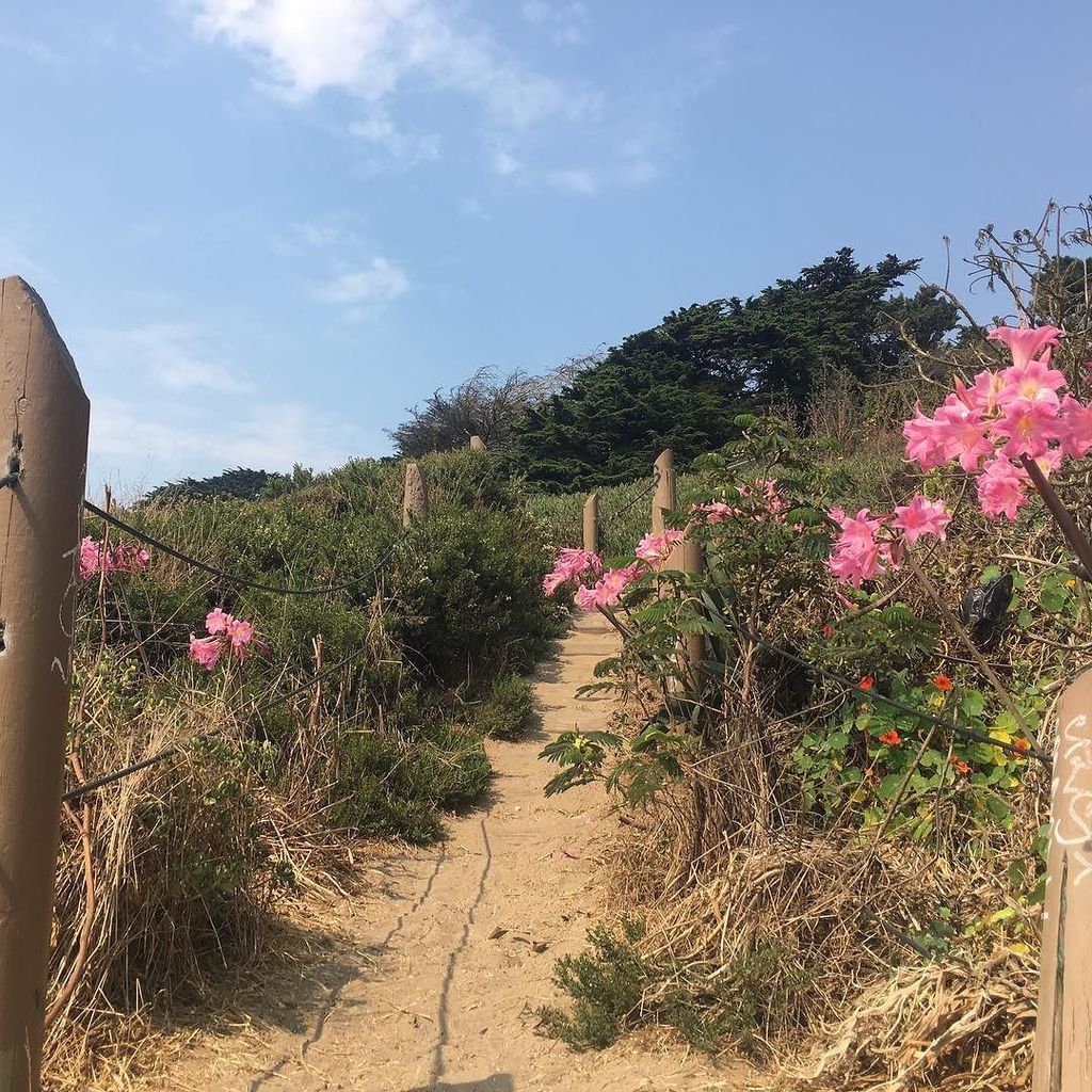 sftrailrunning's tweet photo. It’s been amazingly hot in SF the past few days, but yesterday cooled down enough to get a long run in. Through the sand, past the wildflow… https://t.co/5ZZiI7UmdY