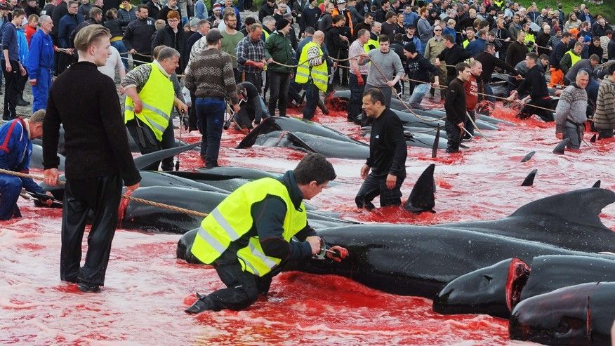 lynxlynx123's tweet photo. #FaroeIslands residents unquenchable need for whale bloodied hands, &amp; Mercury poisoning! #OpBloodyFjords #Grind https://t.co/TWrkOPszOj