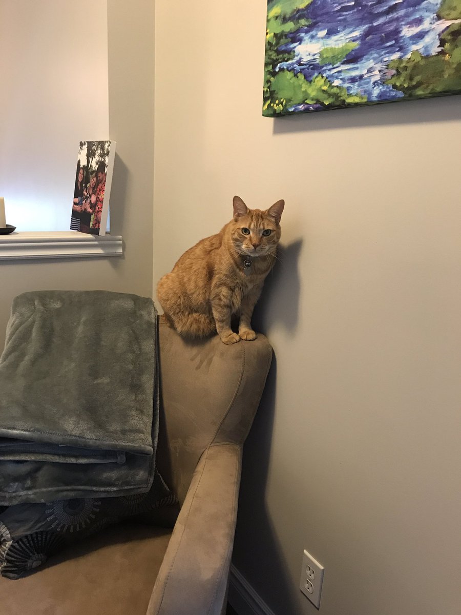 ASDAwarenessdog's tweet photo. "Oh, hey there". #CatsOfTwitter https://t.co/XIYJhqLtG0