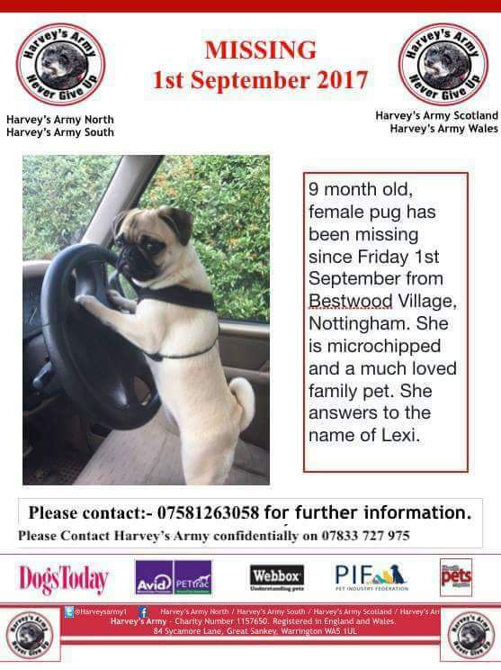 Harveysarmy1's tweet image. #Puppy #pug missing #BestwoodVillage #Nottingham PLS RT @SnowCalmth @Asamsakti @BlessedAtWorld @Bensonix