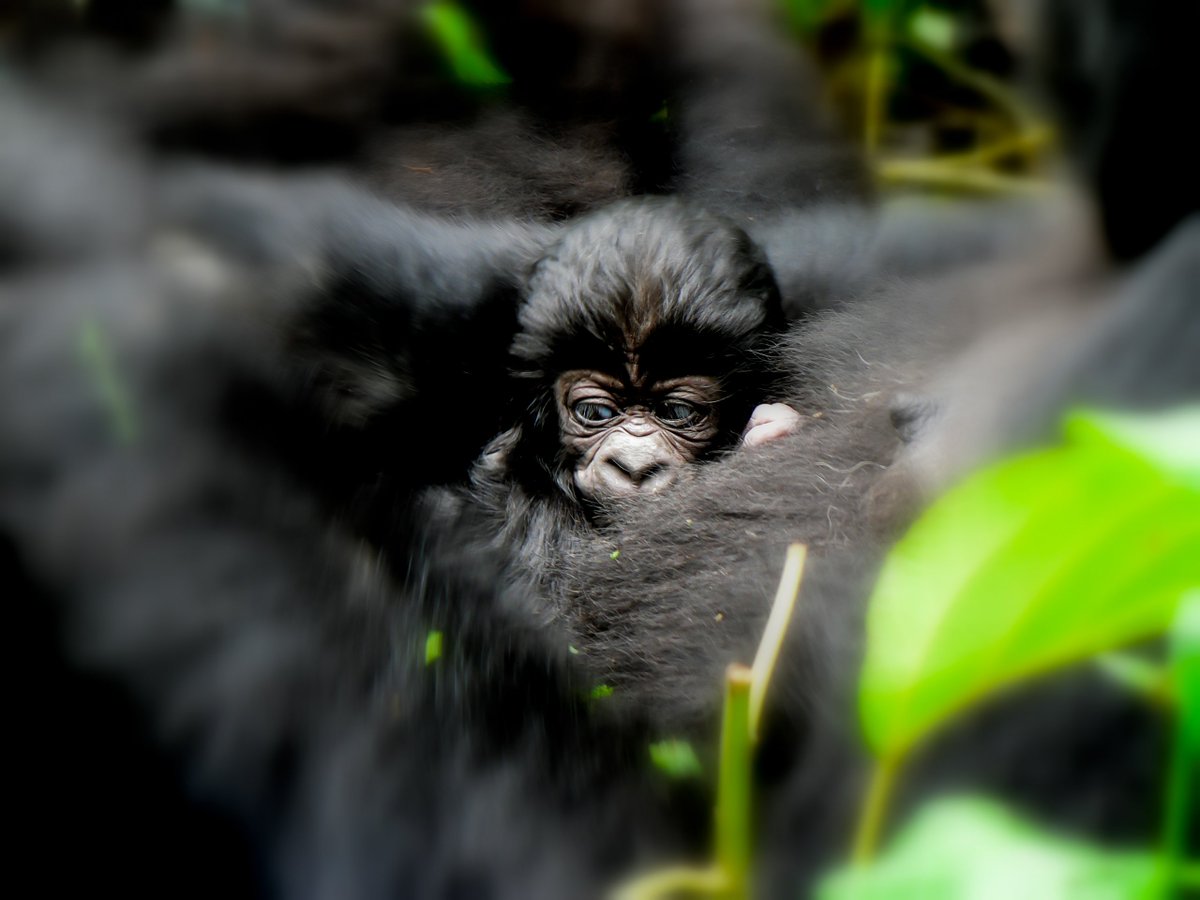 Original Beans tweet media