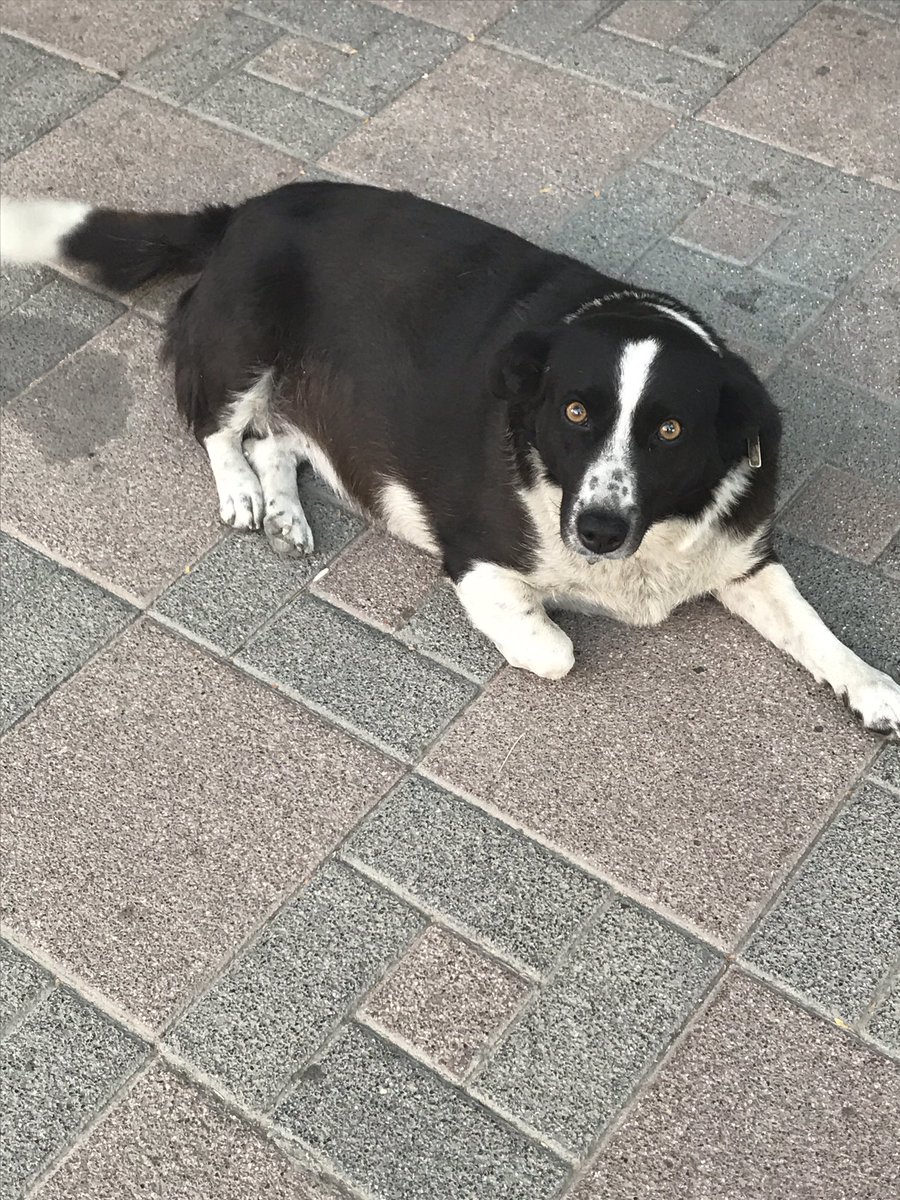 Çok yakışıklıyım 🐶