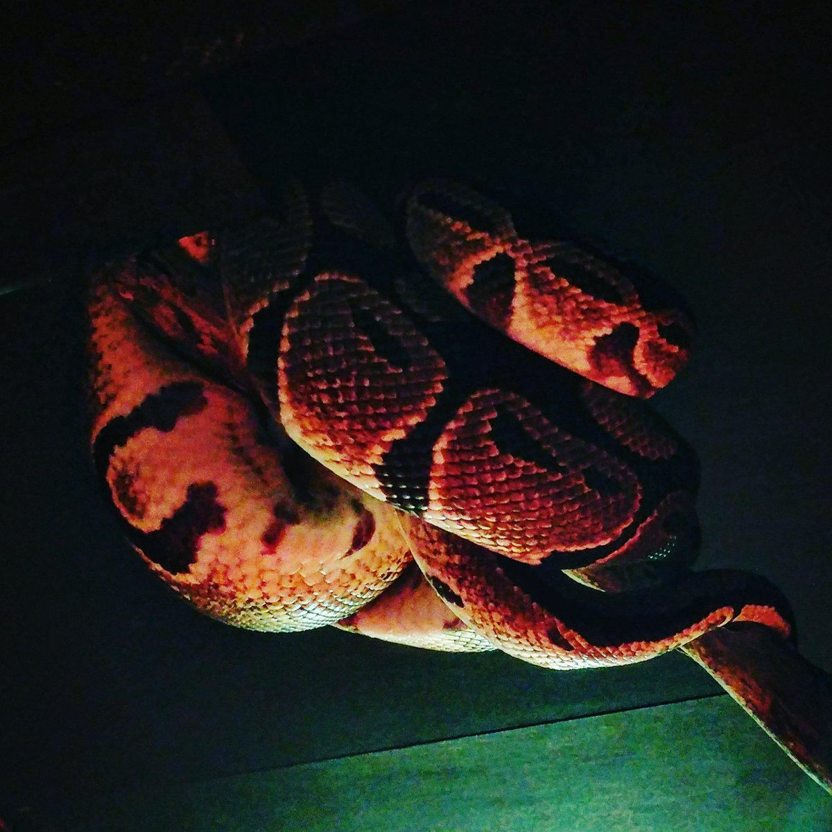 Ronnie like hiding in his new enclosure! #spotthesnake farmerparrs.com/times-prices/ @visitlancashire <a href="/visitfyldecoast/">visitfyldecoast</a>