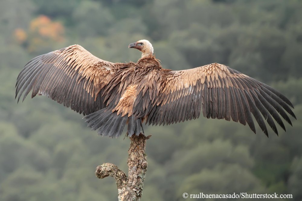 Authorities 'gravely concerned’ as 45 poisoned vultures discovered in Limpopo National Park. peaceparks.org/news.php?pid=1…