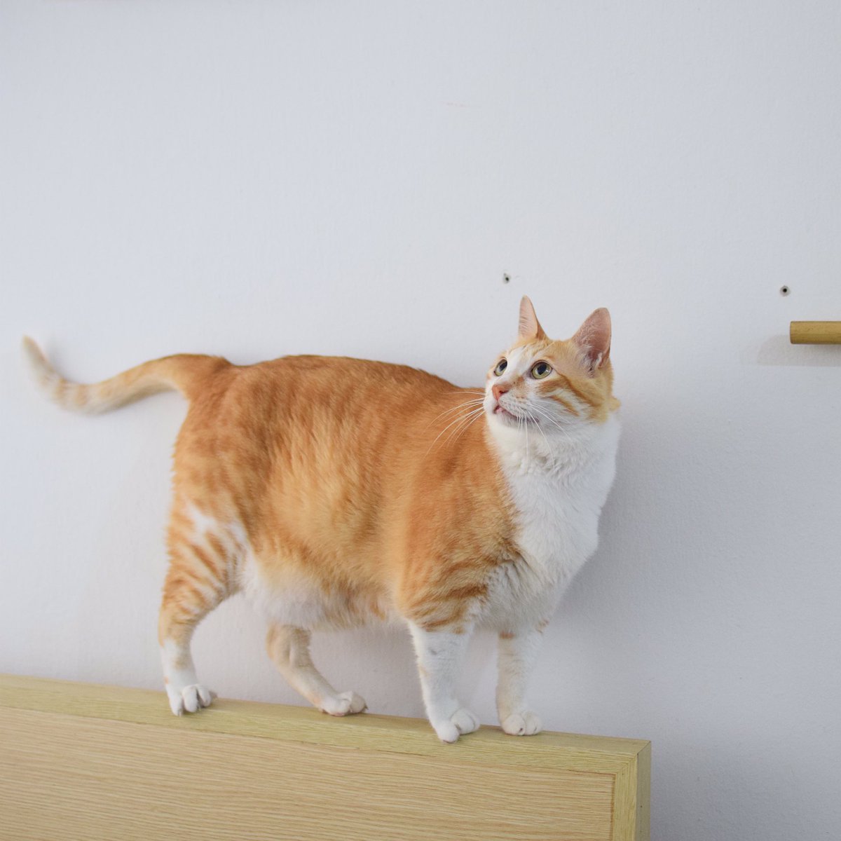 猫のお腹のたぷたぷの名前は ルーズスキン