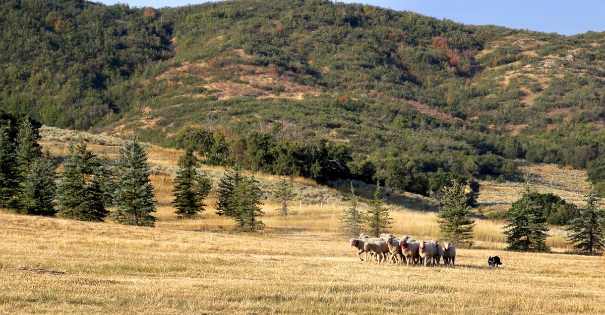 A beautiful first morning fun for Barbra-Ray and Maverick ending with a score of 91! Come check out the last day! 🐐🐑 #soldierhollowclassic