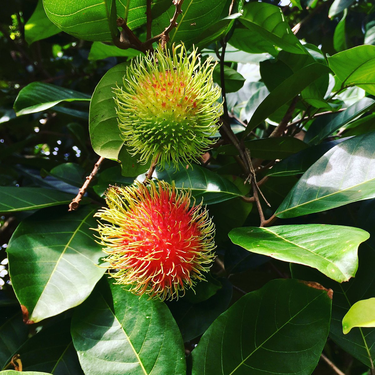 BestieCoconut's tweet photo. #rambutan garden in Rayong #fruitparadise #thailand #freshfruit #traveller #garden https://t.co/0VAbm2bYlk