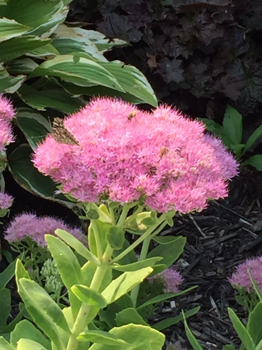 CHSBlueDevilSec's tweet image. Doing my part to supply the bees and butterflies!! #beesatwork #honey