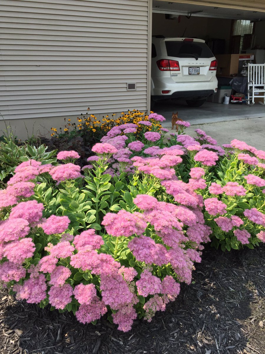 CHSBlueDevilSec's tweet image. Doing my part to supply the bees and butterflies!! #beesatwork #honey