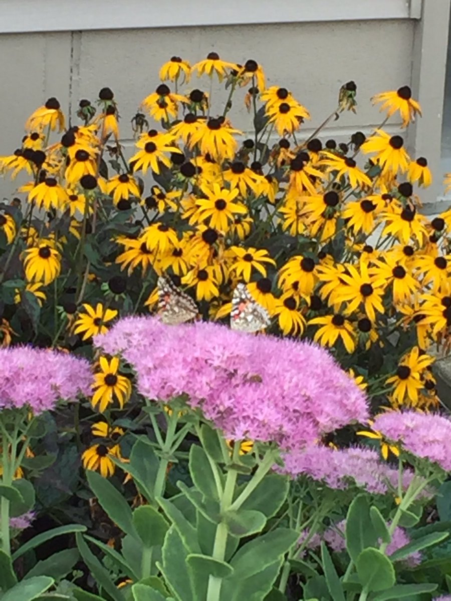 CHSBlueDevilSec's tweet image. Doing my part to supply the bees and butterflies!! #beesatwork #honey