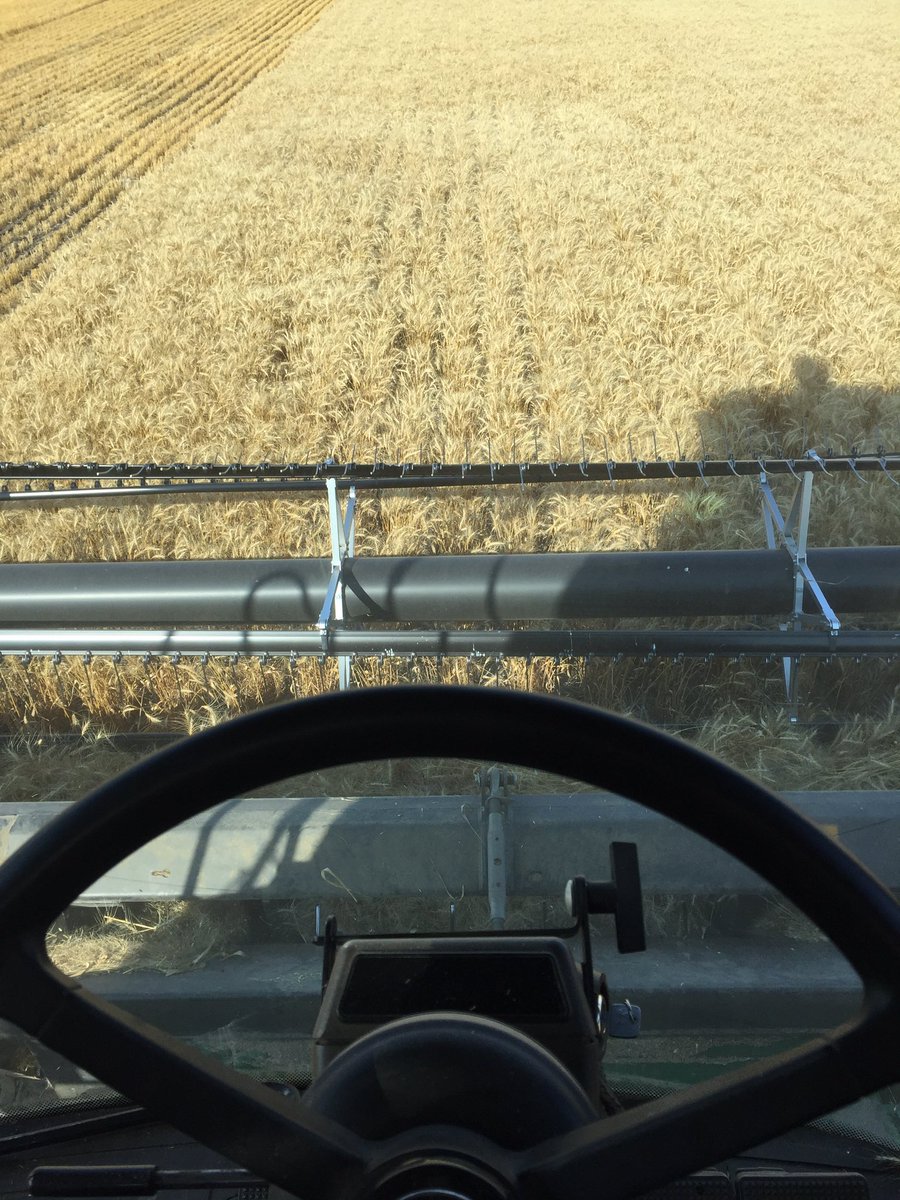fullcountfarms's tweet photo. Very impressed with brandon wheat in the lack of moisture, also axial ext+pp2525 really safe and clean https://t.co/UN77qxDgqy