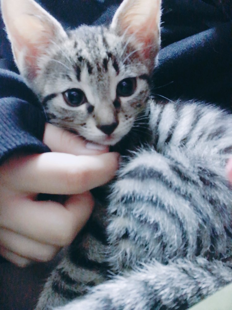xoxleoxox's tweet photo. よなかにごほうこく

かぞくがふえました https://t.co/8DnQDXohDW