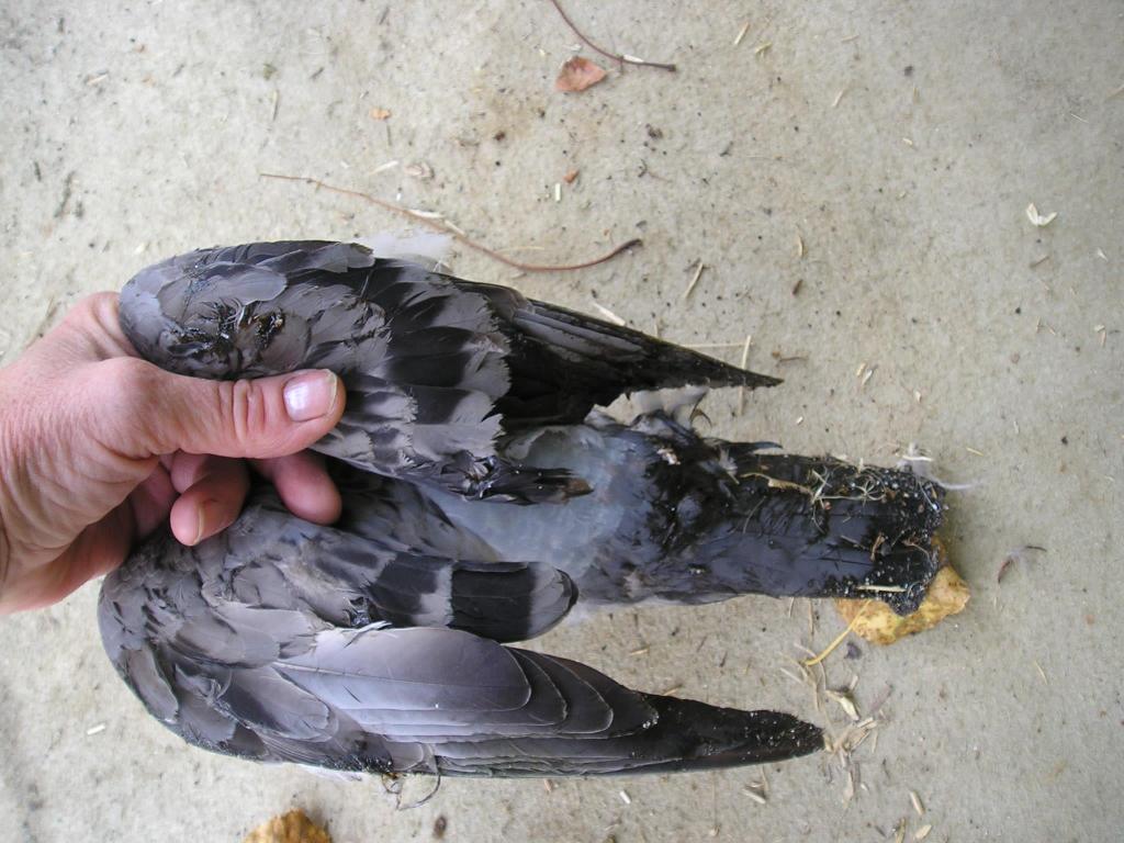 CdnBookLady's tweet photo. Who put Walter Pigeon on a Hit List? https://t.co/aVUpFN3Mea https://t.co/tMpFNQRZ7u