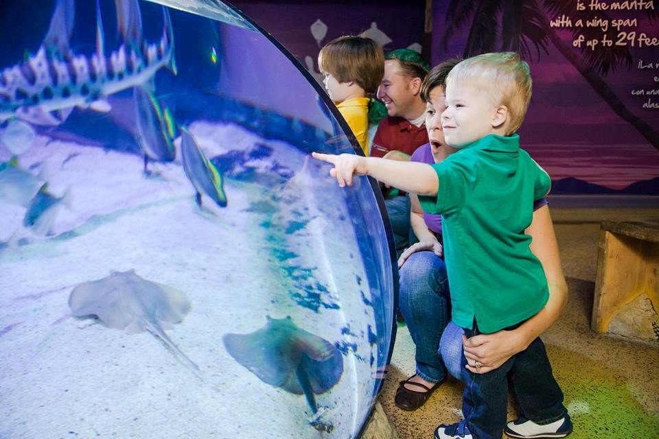 MacKidGoodyrAZ's tweet photo. Toddler Time is back at @SEALIFEArizona One parent + one child can purchase tickets for only $16 total! https://t.co/UIJ3oJniuv #ToddlerTime https://t.co/M0XAEKk8Vd