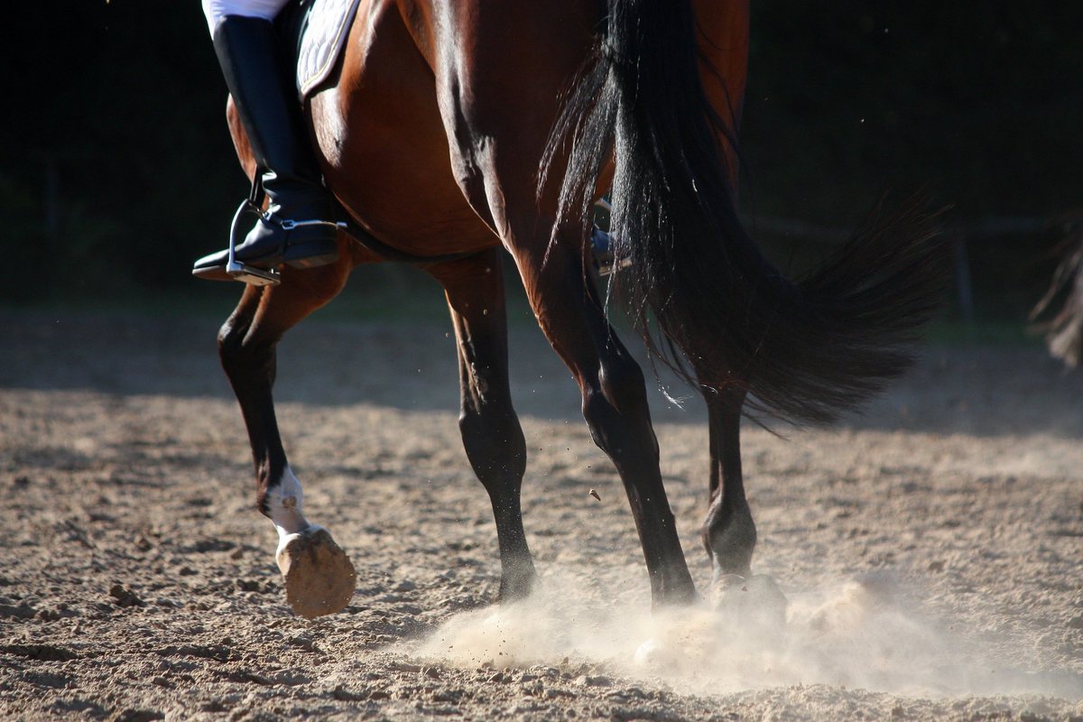 BikeMSUpstateNY's tweet photo. #MSresearch: Study shows therapeutic horseback riding (hippotherapy) improves balance and more in people with MS https://t.co/enSOx1fyma https://t.co/itzTtJARpO