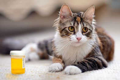 MargaretGates's tweet photo. It makes no sense to feed dry food to a cat with urinary tract problems. Dr Díaz explains. https://t.co/i9Uy04TT7q #cat #cats #feline https://t.co/RDmqIVtiV4